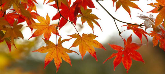 October is Occupational Therapy Month