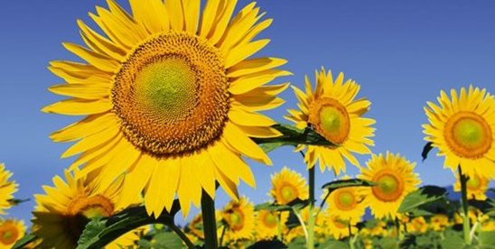 MHC Staff Rep and General Membership Meeting